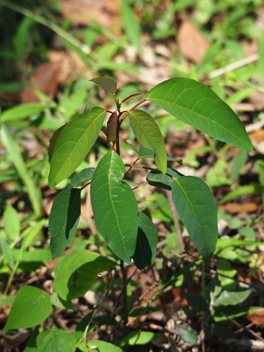 Triadica cochinchinensis, photograph 3