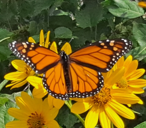 Monarch