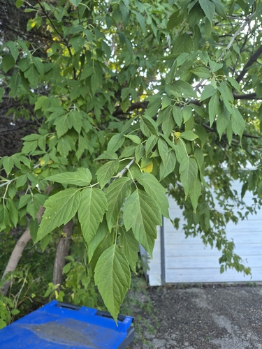 box elder