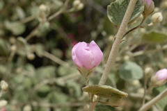 Malacothamnus niveus