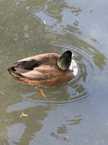 Mallard