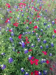 Phlox drummondii drummondii