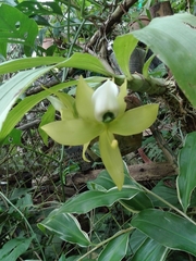 Cycnoches warscewiczii