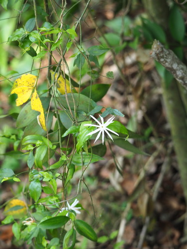 Jasminum nervosum, photograph 1
