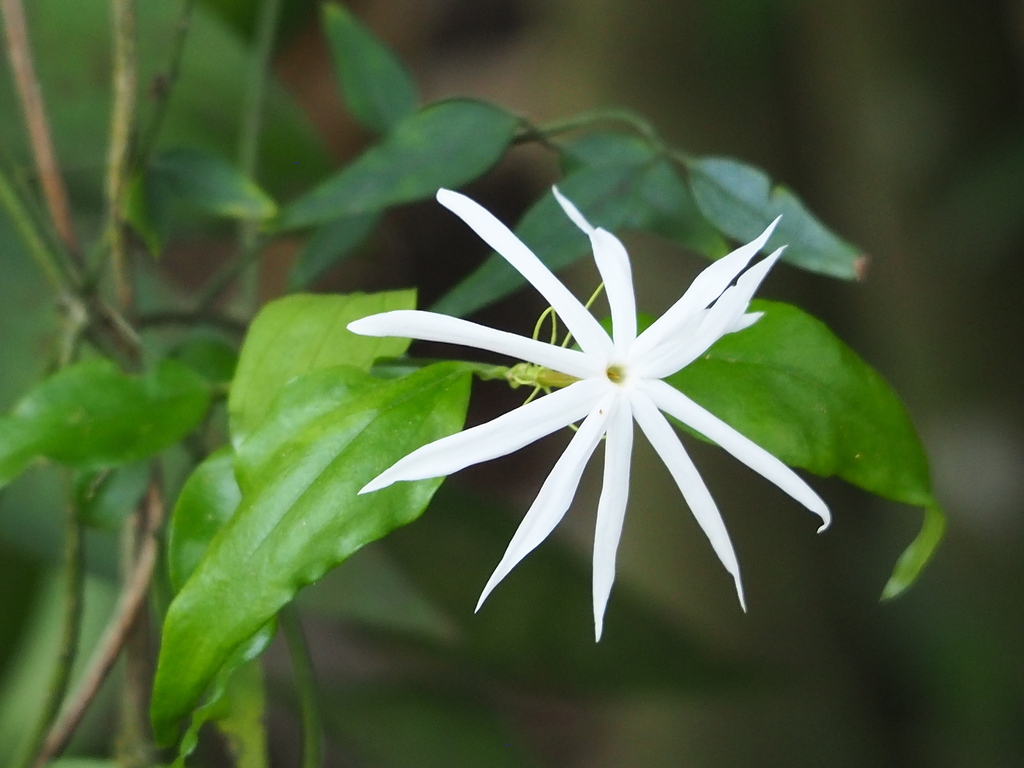 Jasminum nervosum; photograph author not stated, no rights reserved