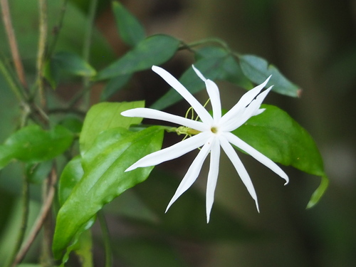 Jasminum nervosum