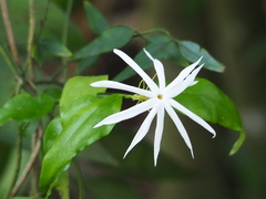 Jasminum nervosum