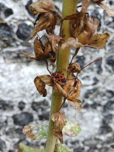 European Firebug