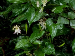 Tricyrtis macropoda, photograph (c) mami_t_t, some rights reserved (CC BY)