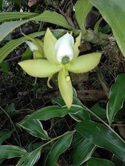 Cycnoches warscewiczii