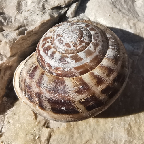 Chocolate-band Snail