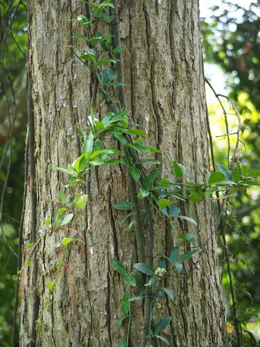 Tetrastigma formosanum, photograph 6