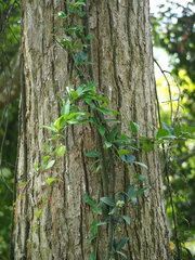 Tetrastigma formosanum, photograph author not stated, no rights reserved