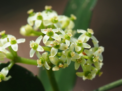 Tetrastigma formosanum, photograph 3