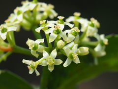 Tetrastigma formosanum, photograph author not stated, no rights reserved