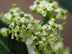 Tetrastigma formosanum, photograph author not stated, no rights reserved
