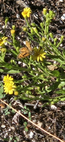 Wall Brown