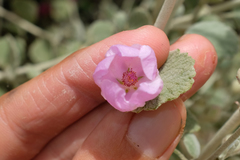 Malacothamnus niveus