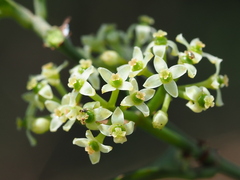 Tetrastigma formosanum, photograph author not stated, no rights reserved