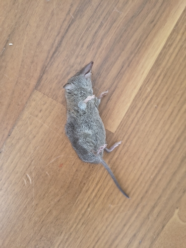 Greater White-toothed Shrew