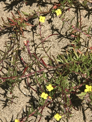 Camissonia strigulosa