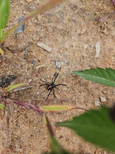 Southern Black Widow