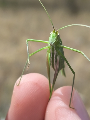Lily Bush-cricket
