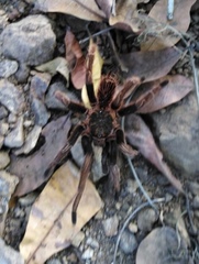 Sericopelma