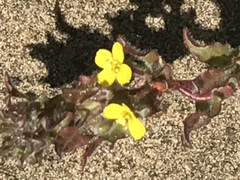Camissonia strigulosa