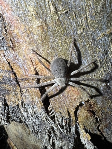 Silver-spotted Huntsman
