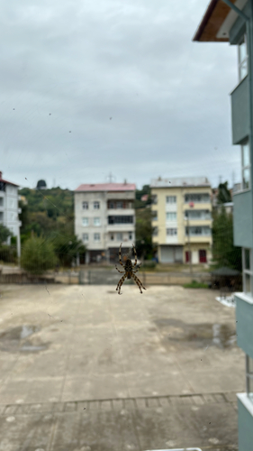 Cross Orbweaver