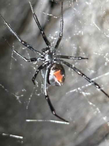 Redback Spider