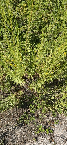 false yellowhead