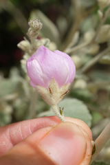 Malacothamnus niveus