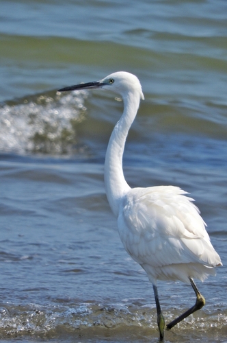 Little Egret