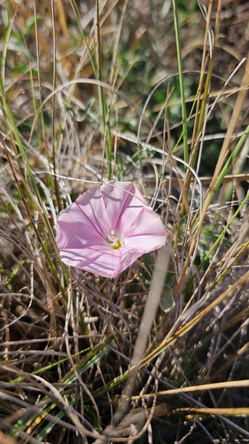 Cantabrican morning glory
