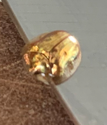 Golden Tortoise Beetle