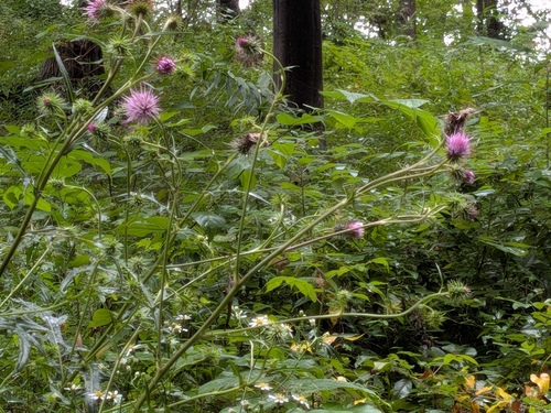 Cirsium nipponicum, photograph 3