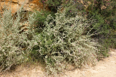 Malacothamnus niveus