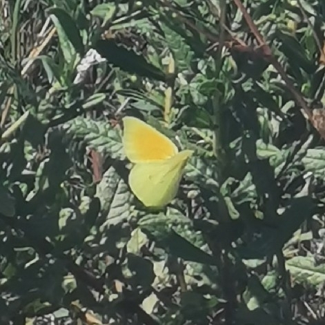 Cleopatra Butterfly