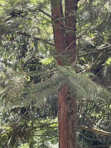 Chamaecyparis formosensis, 2026-09-14