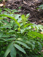 Sambucus javanica
