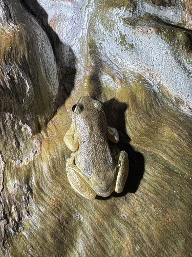 Desert Tree Frog