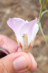 Calochortus simulans