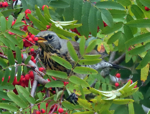 Fieldfare