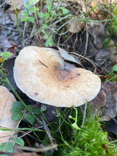 Woolly Milkcap