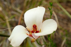 Calochortus simulans