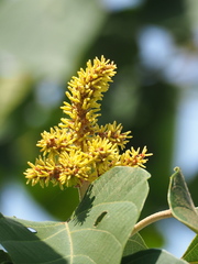 Mallotus japonicus, photograph author not stated, no rights reserved