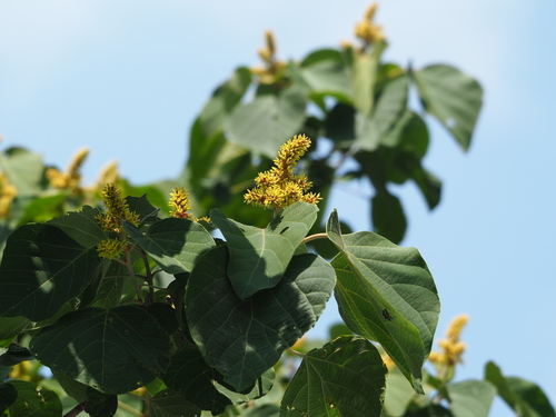 Mallotus japonicus, photograph 5