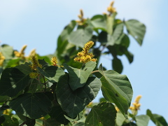 Mallotus japonicus, photograph author not stated, no rights reserved